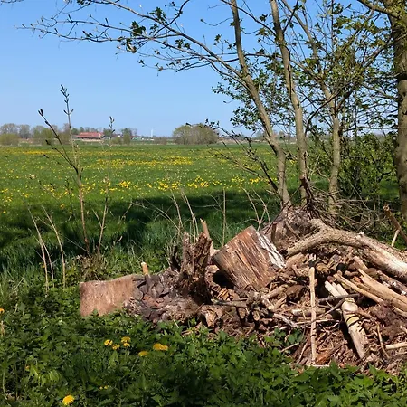 Traumkrone - Wiesengruen