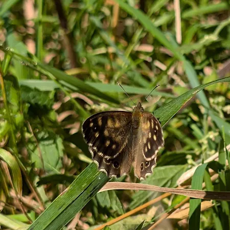 Appartement Traumkrone - Wiesengruen Schortens