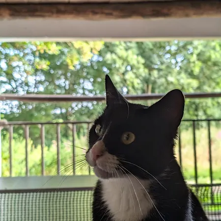 Traumkrone - Wiesengruen Appartement Schortens