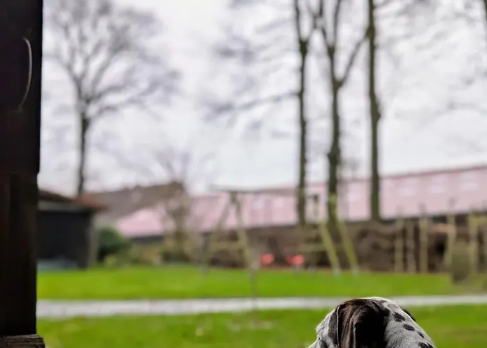 Traumkrone - Wiesengrün * Schortens