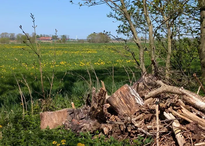 Traumkrone - Wiesengrün