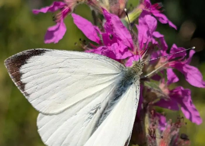 Traumkrone - Wiesengrün *