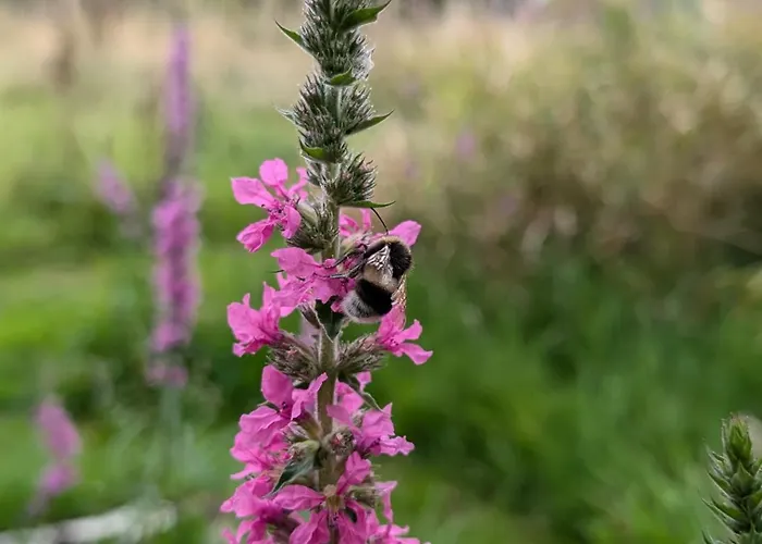 Traumkrone - Wiesengrün Apartamento Schortens