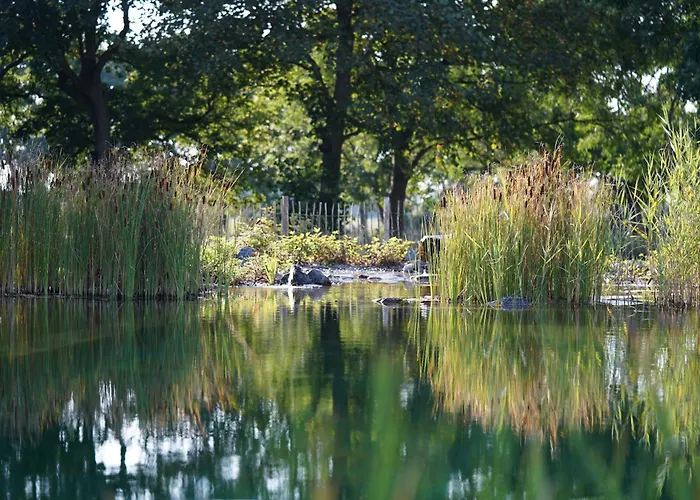 Traumkrone - Wiesengrün Schortens